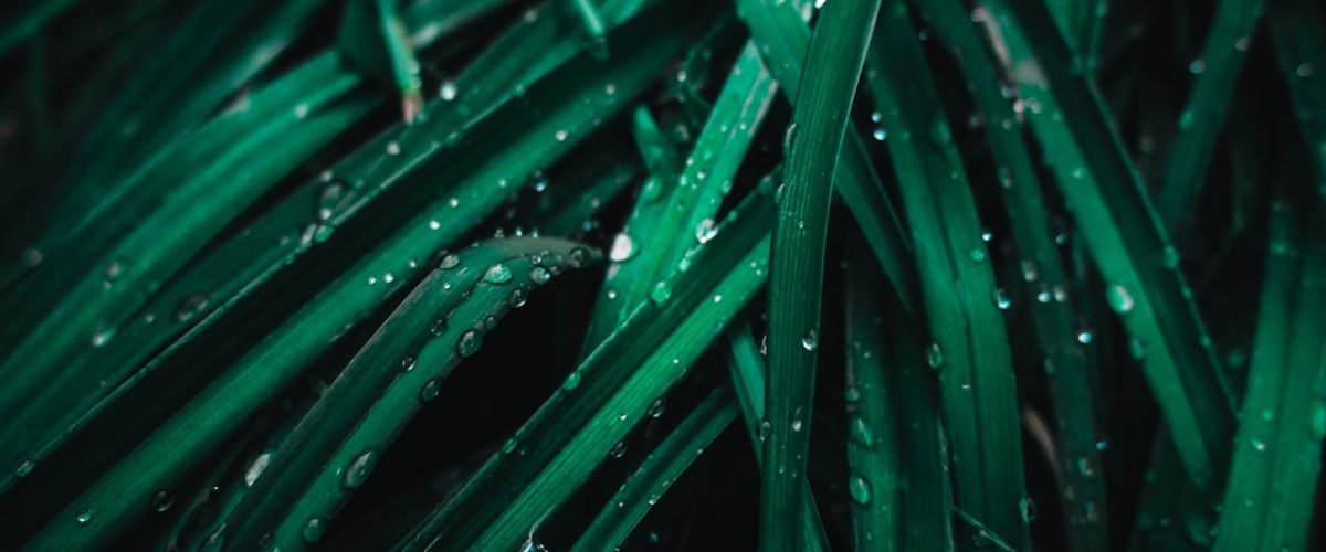 De Mooiste Natuurprints voor Je Interieur